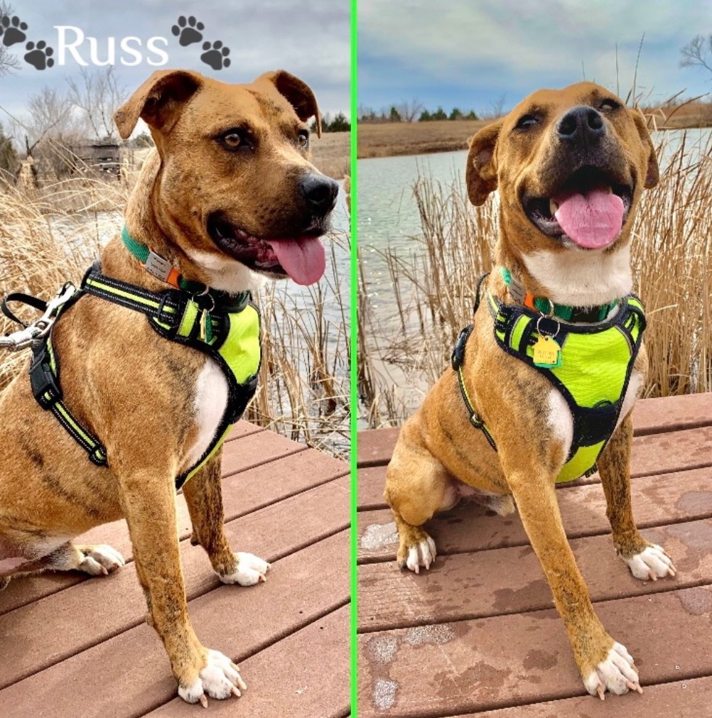 Russ 420997 FosterHomeHousebrokenHappyDogCatKidLivestockFriendly