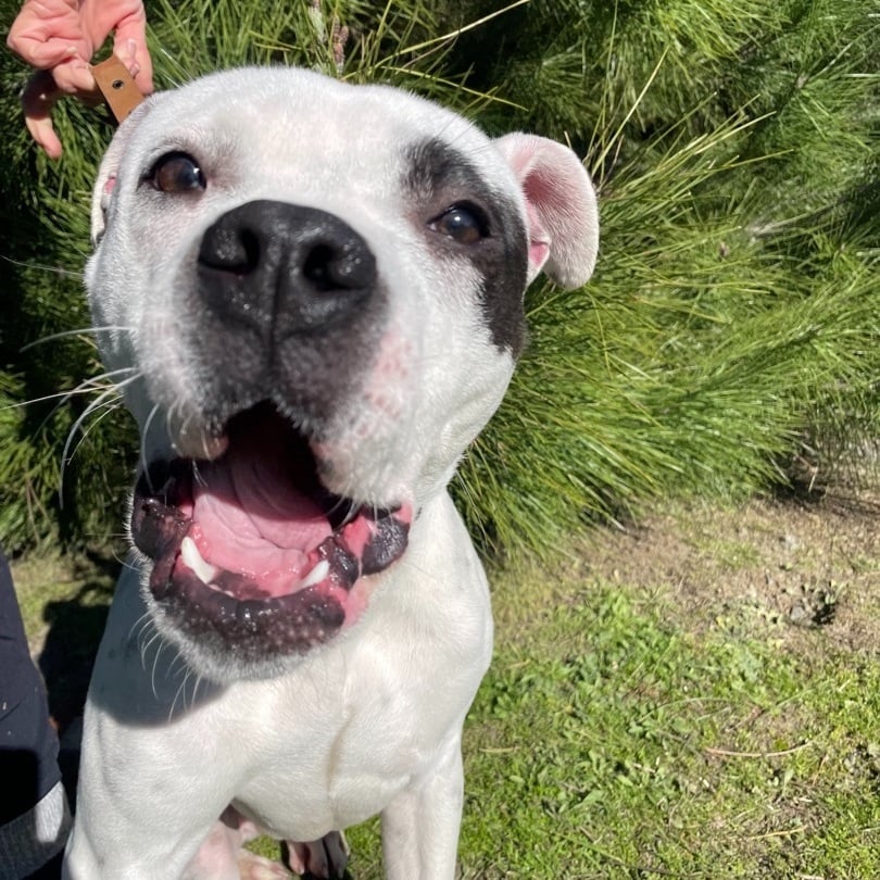 Alfalfa Sprout (Alfie)