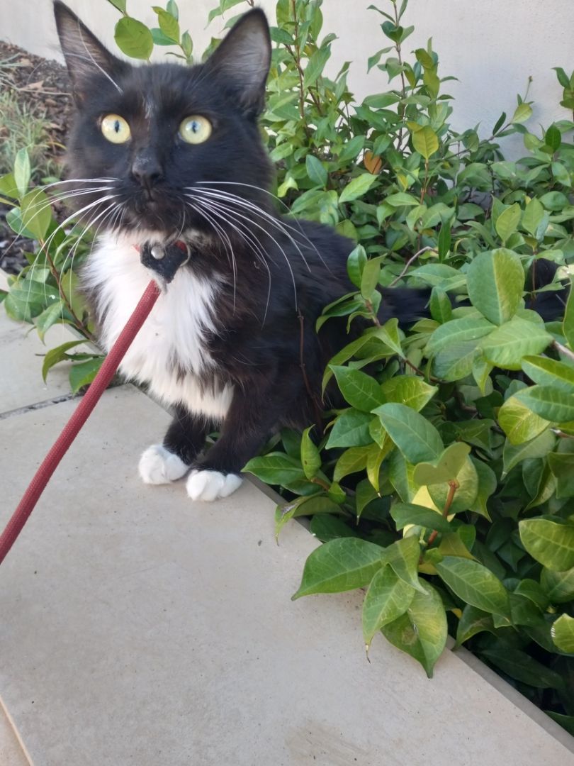 Foxie Mama!!! The cool kitty!