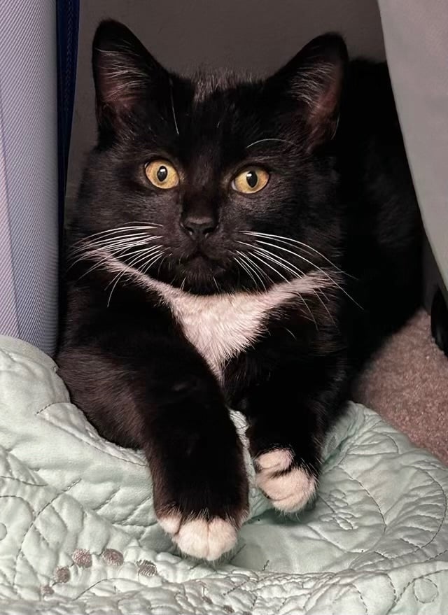 Boo - North Conroe Petsmart 