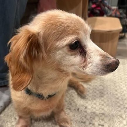 Maxine-Adoption Pending