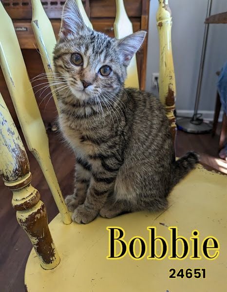 Bobbie