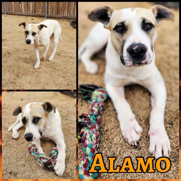 Alamo
