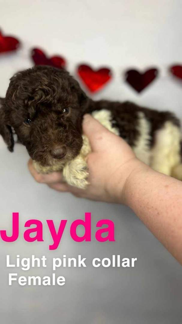 Jayda