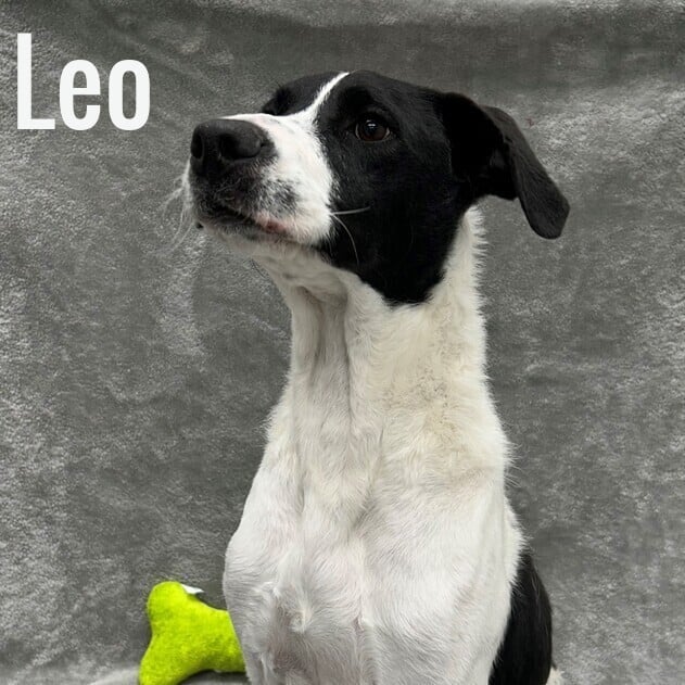 Leo