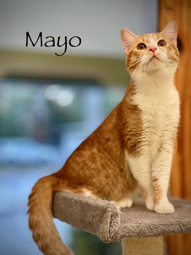 Mayo