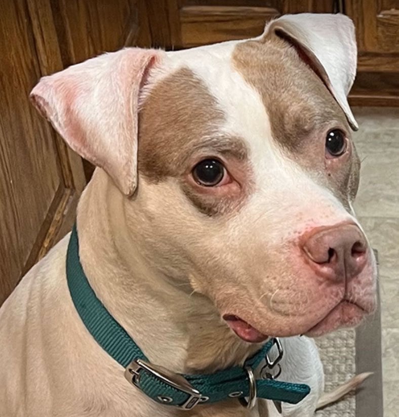 Piper *Courtesy Cupid*