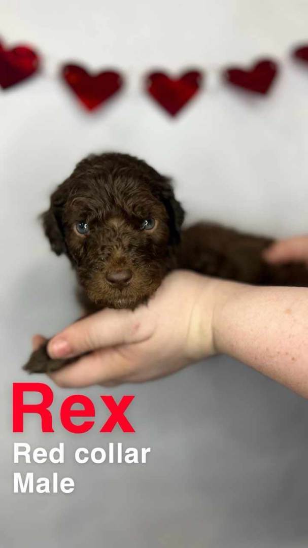 Rex