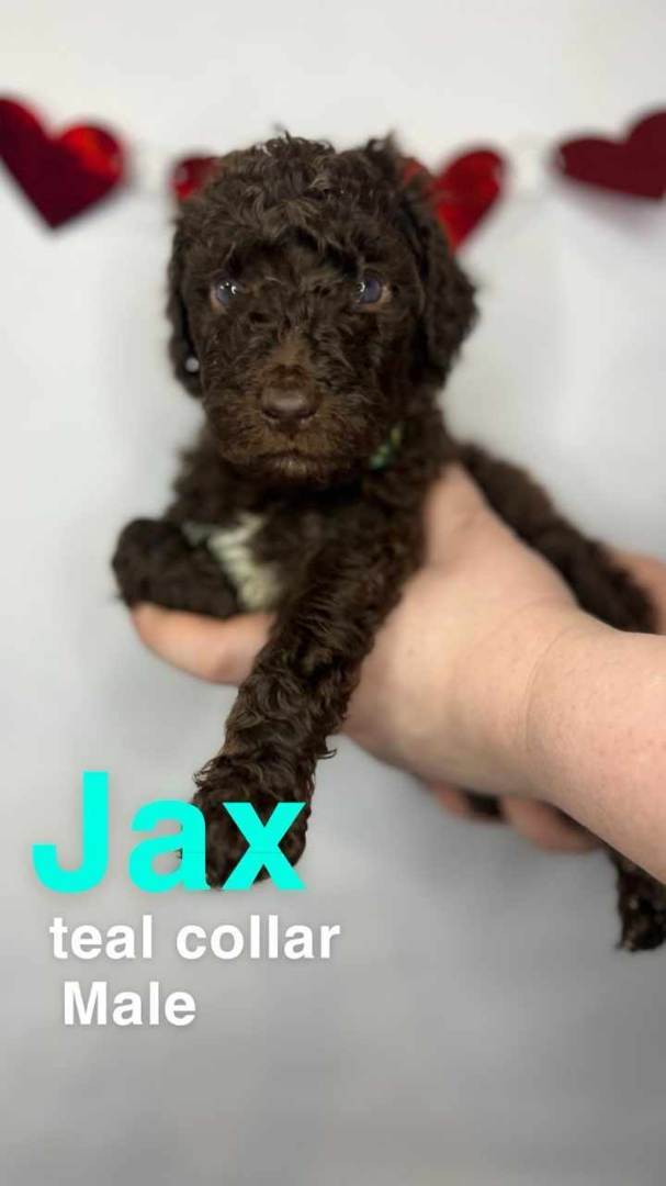 Jax