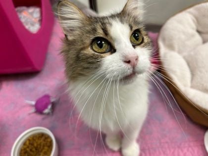 Harmonica - playful sweetheart!