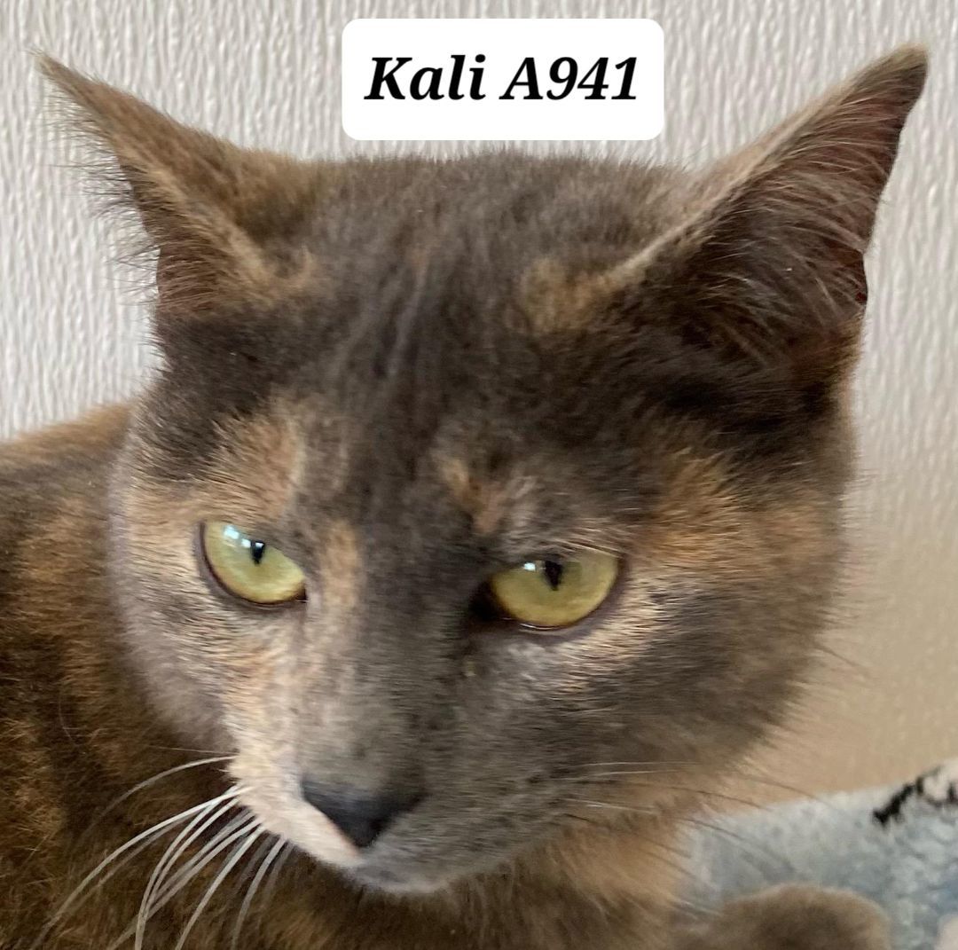 Kali
