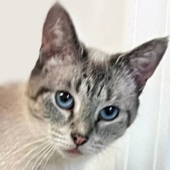 Cherry Jamocha - FIV +