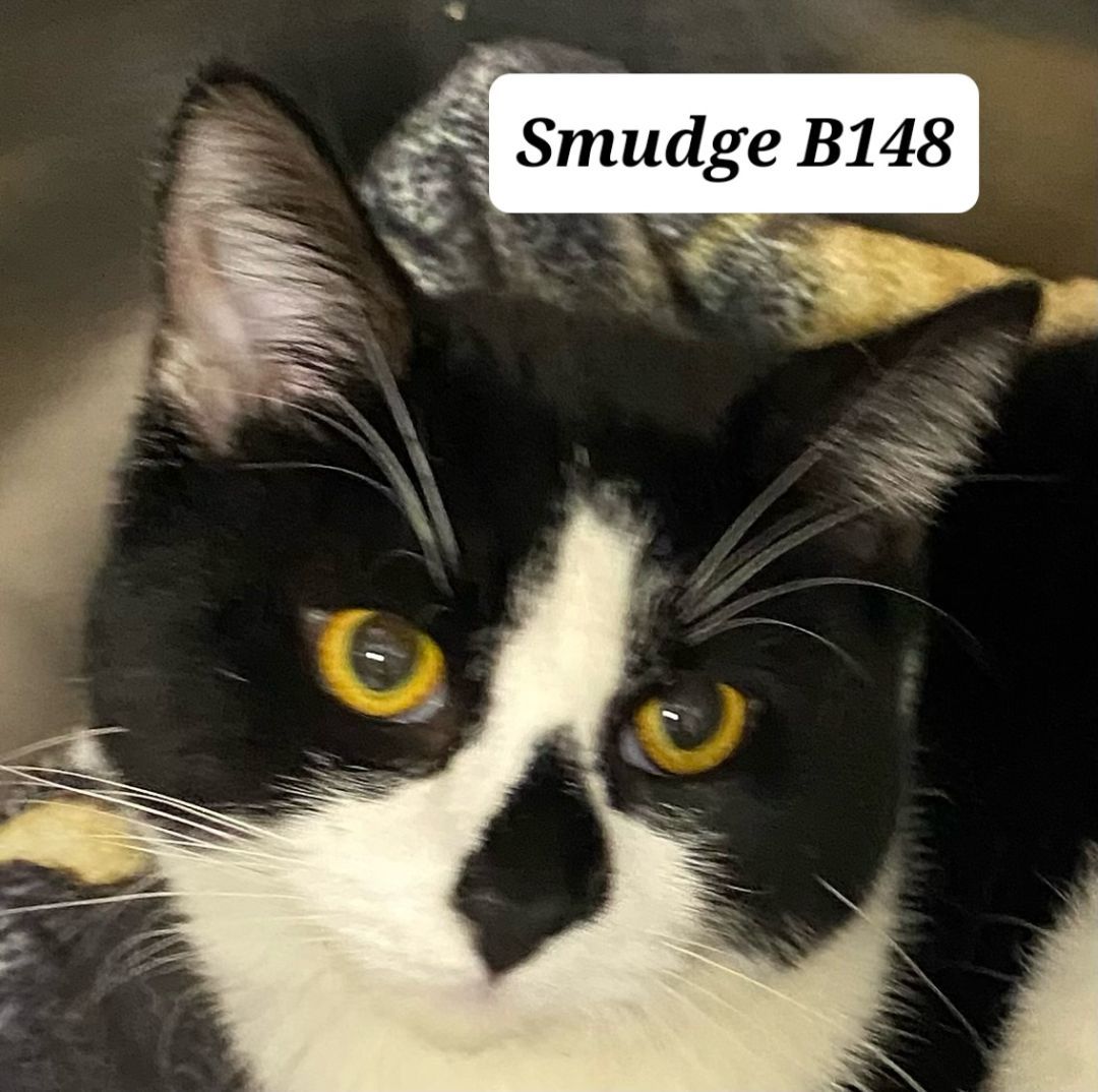 Smudge