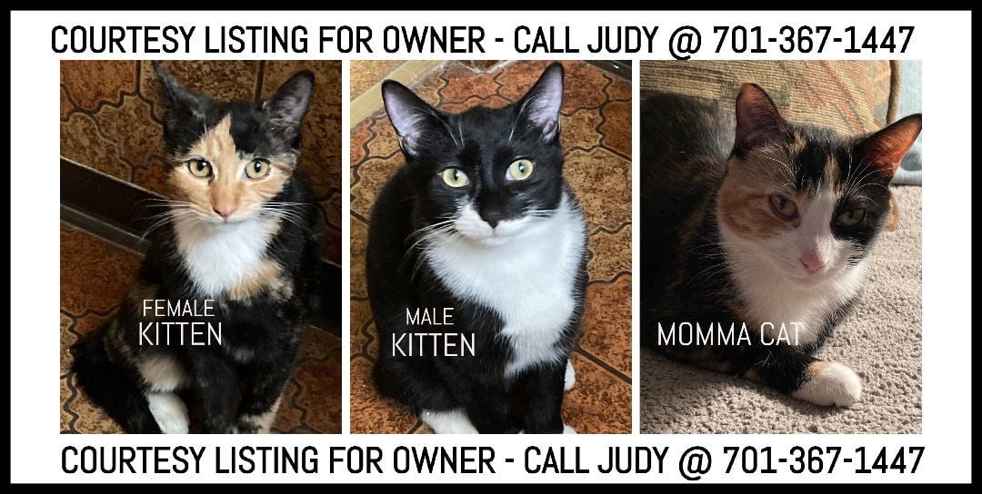 Calico & Tuxedo kitten + Calico mom - COURTESY LISTING