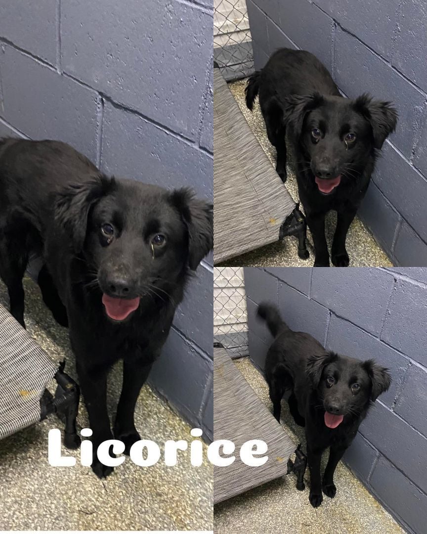 Licorice