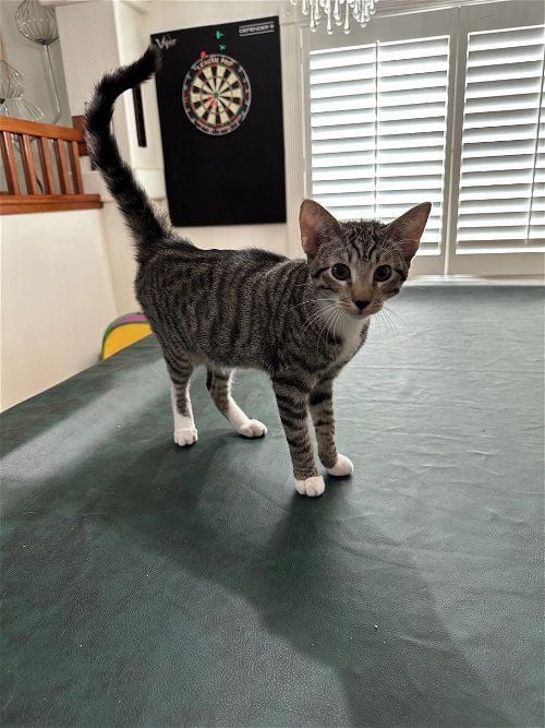 Percy (was Pistachio)