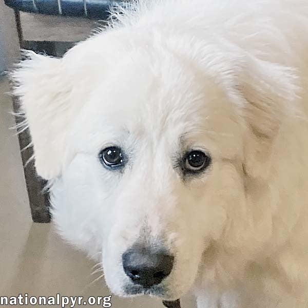 Anna in VA - Loves to Romp & Play!