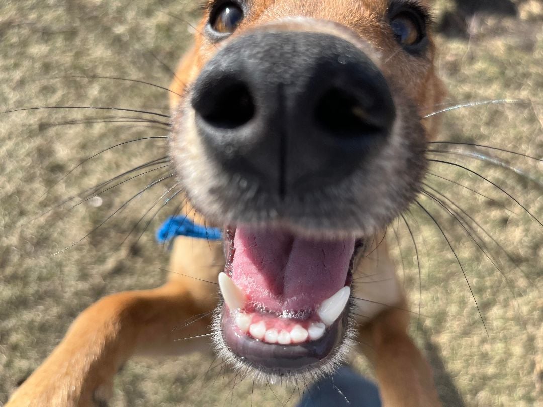 Bailey ***KOSOVO PUPPY***