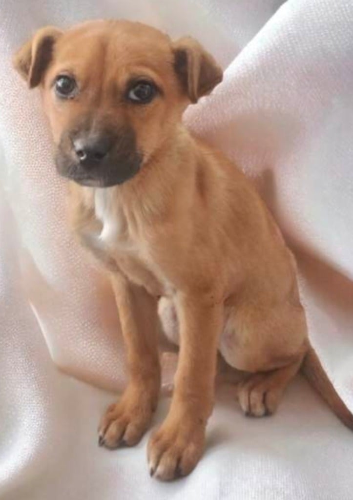 Peazy Cheezy Wigglepants