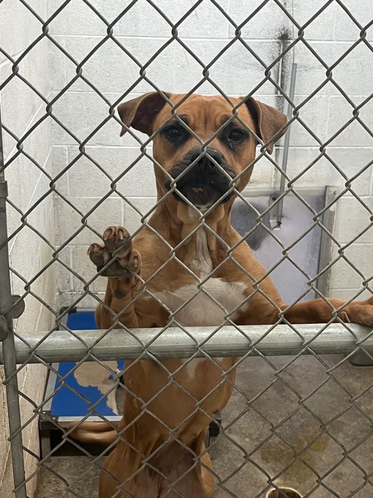 Victoria - Stray Hold