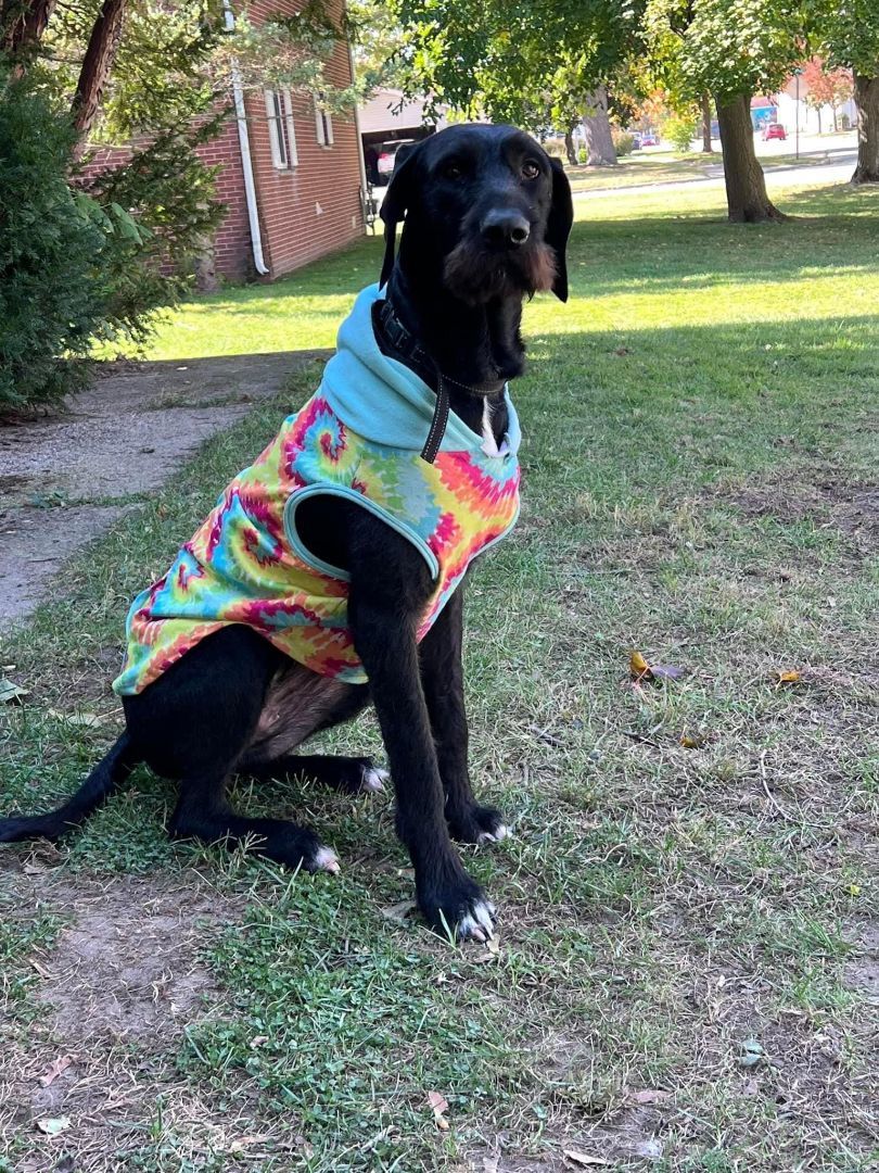 Honey - Courtesy Post