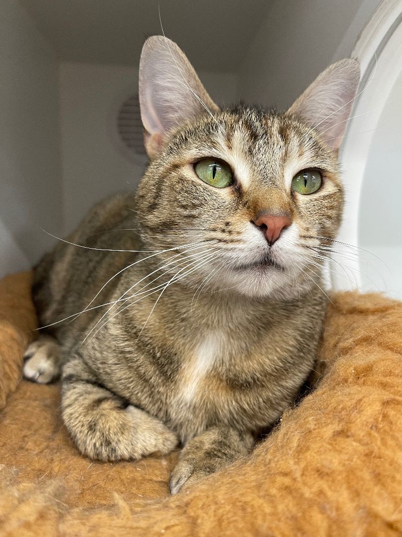 Addi @ Pet Supplies Plus Woodhaven