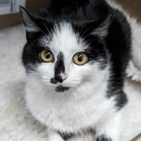 Edna St. Vincent Milay