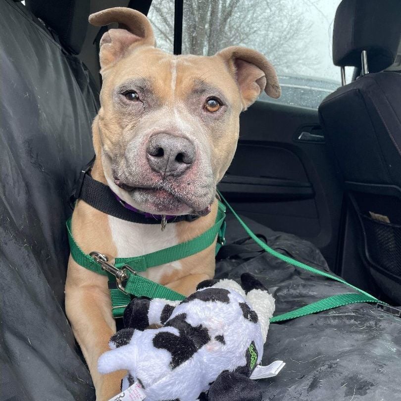 Ernie - Take My Lead Dog