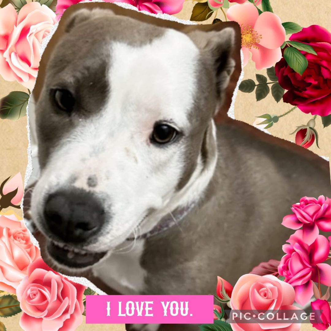 Missy Everest - $14 Adoption Fee