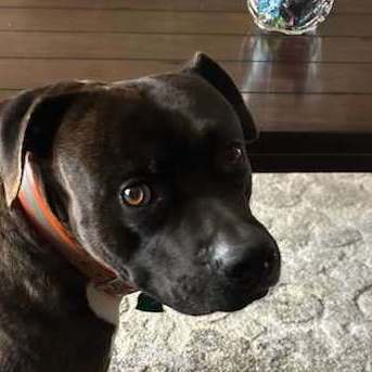 Johnny Boy - $14 Adoption Fee