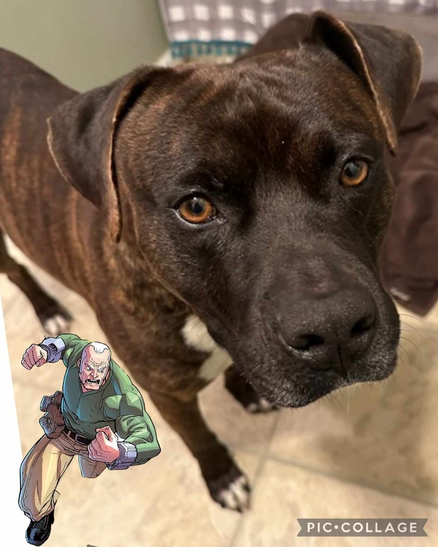 Mr. Quest - $14 Adoption Fee