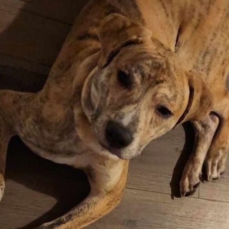 Courtesy Post - COMET - $14 Adoption Fee