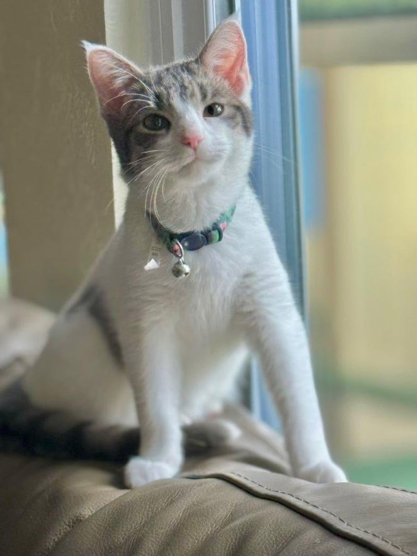 Mia - Kuykendahl Petsmart 