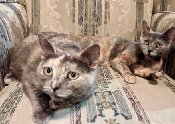 PRECIOUS & DUCHESS (Mother/Daughter Bonded Pair)