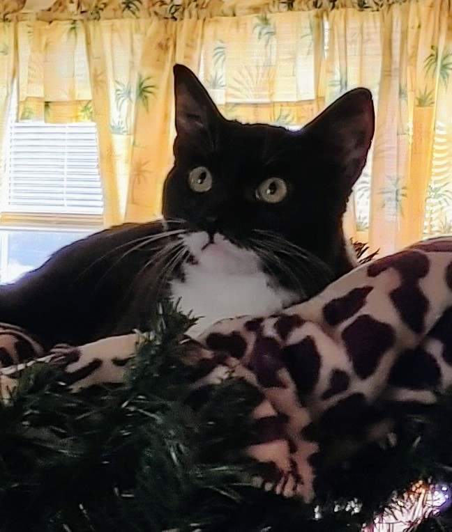 Cape & Yurt- BONDED PAIR