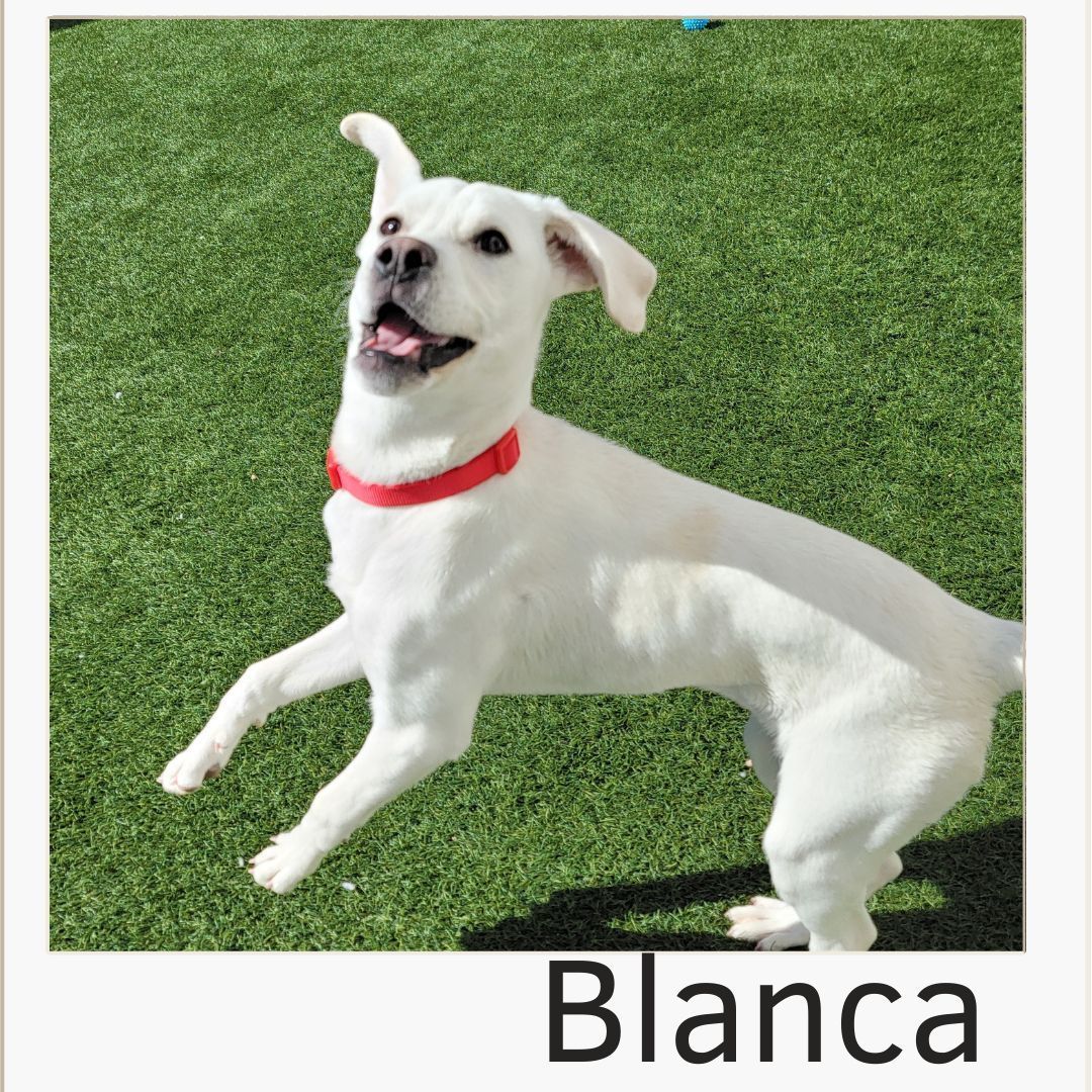 Blanca