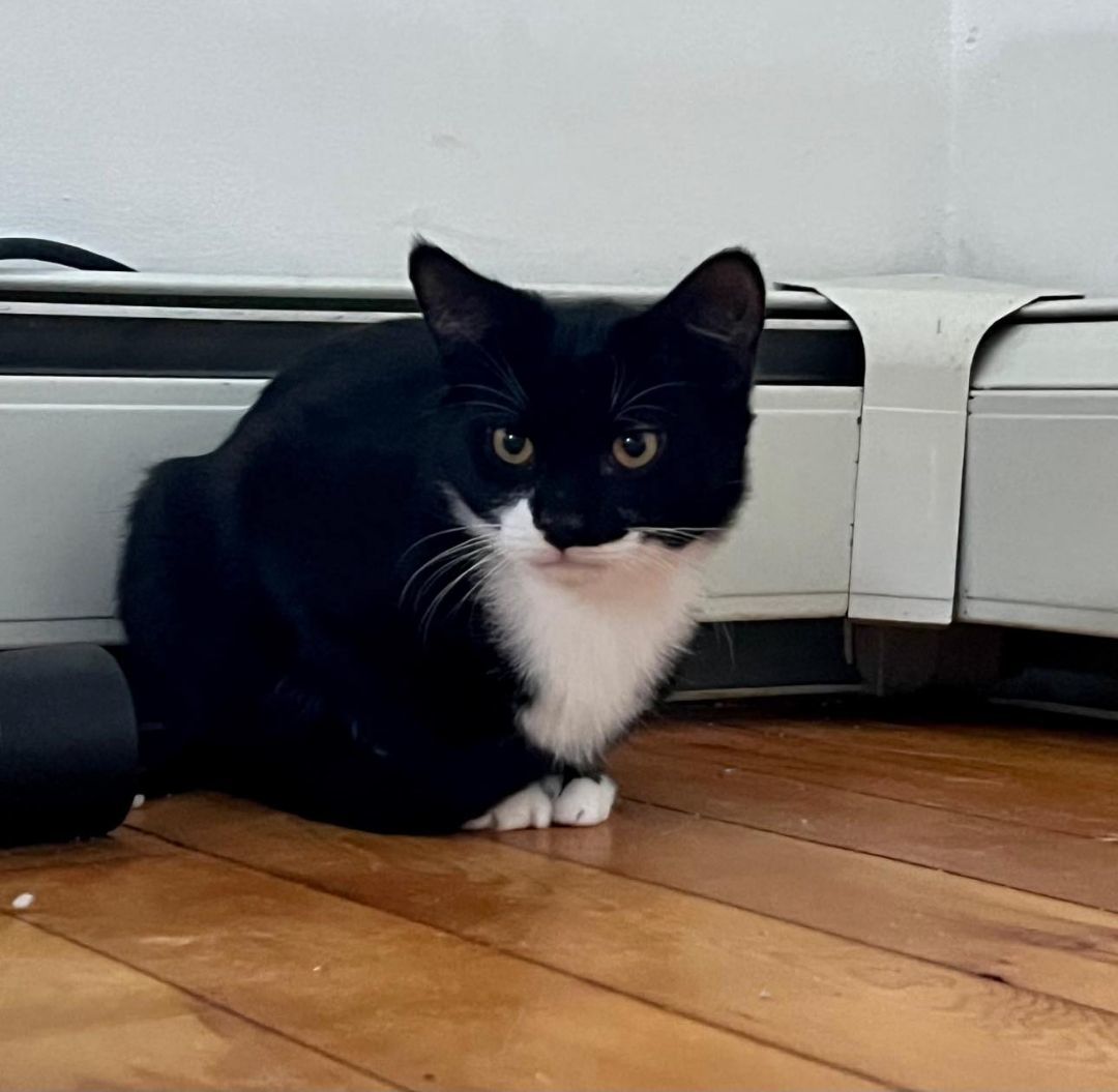 DeBoots & DeJunior- BONDED PAIR