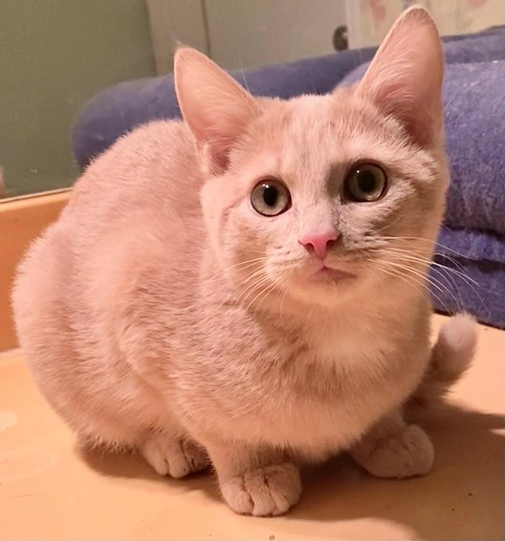 Tater ( Bonded with Taco)