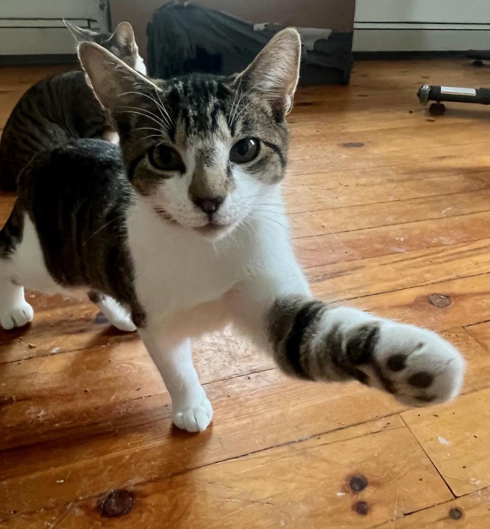 DePeanut & DeSplat- BONDED PAIR