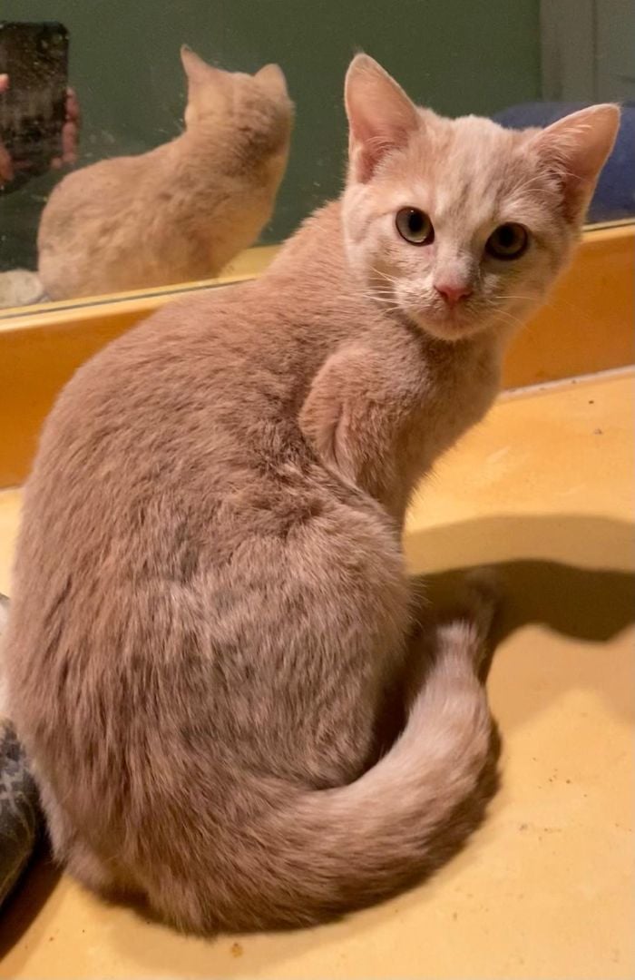 Taco (Bonded with Tater)