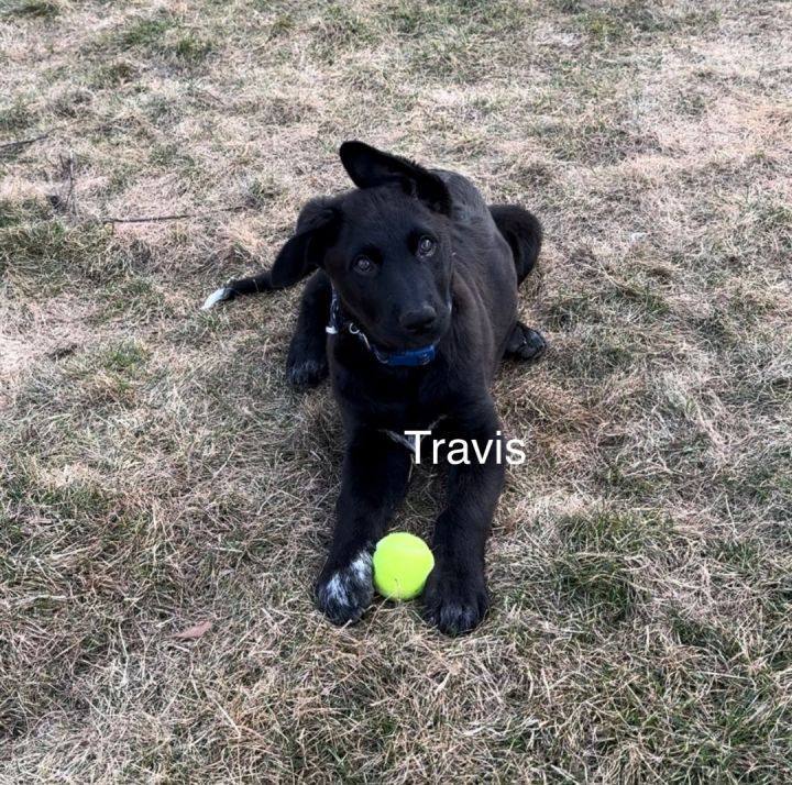 Travis