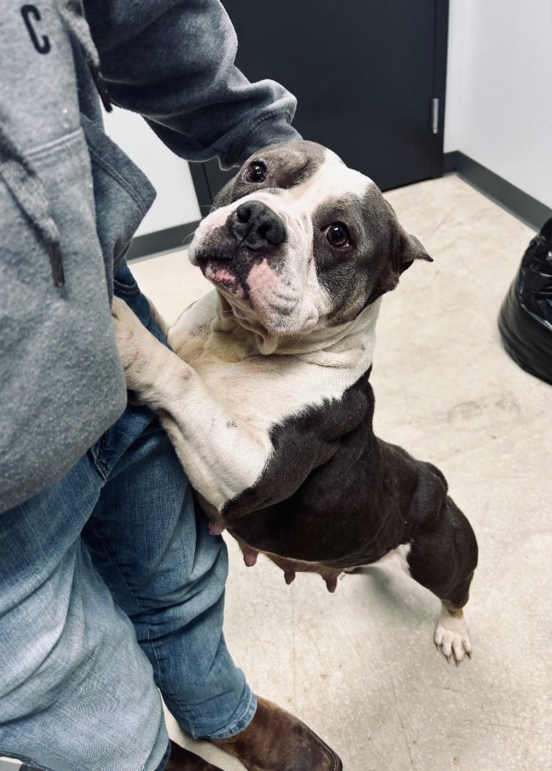 Penelope (DCAS) Foster or Forever Home Needed