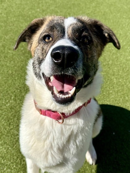 Forest (FOSTER TO ADOPT)