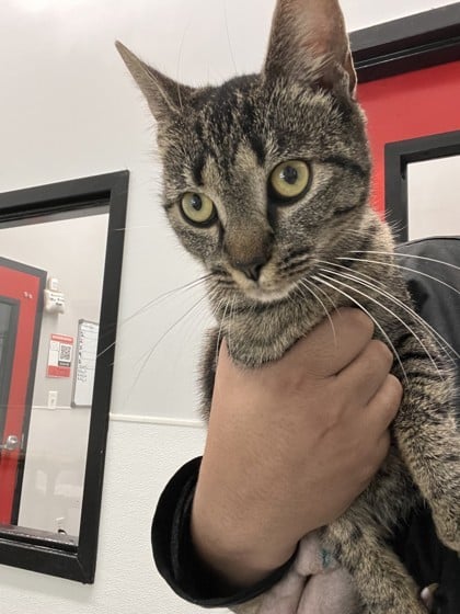 Snuggles FKA Kitty 1