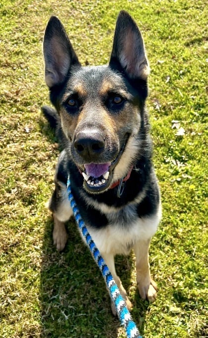 Captain Iceburg (Tazz)