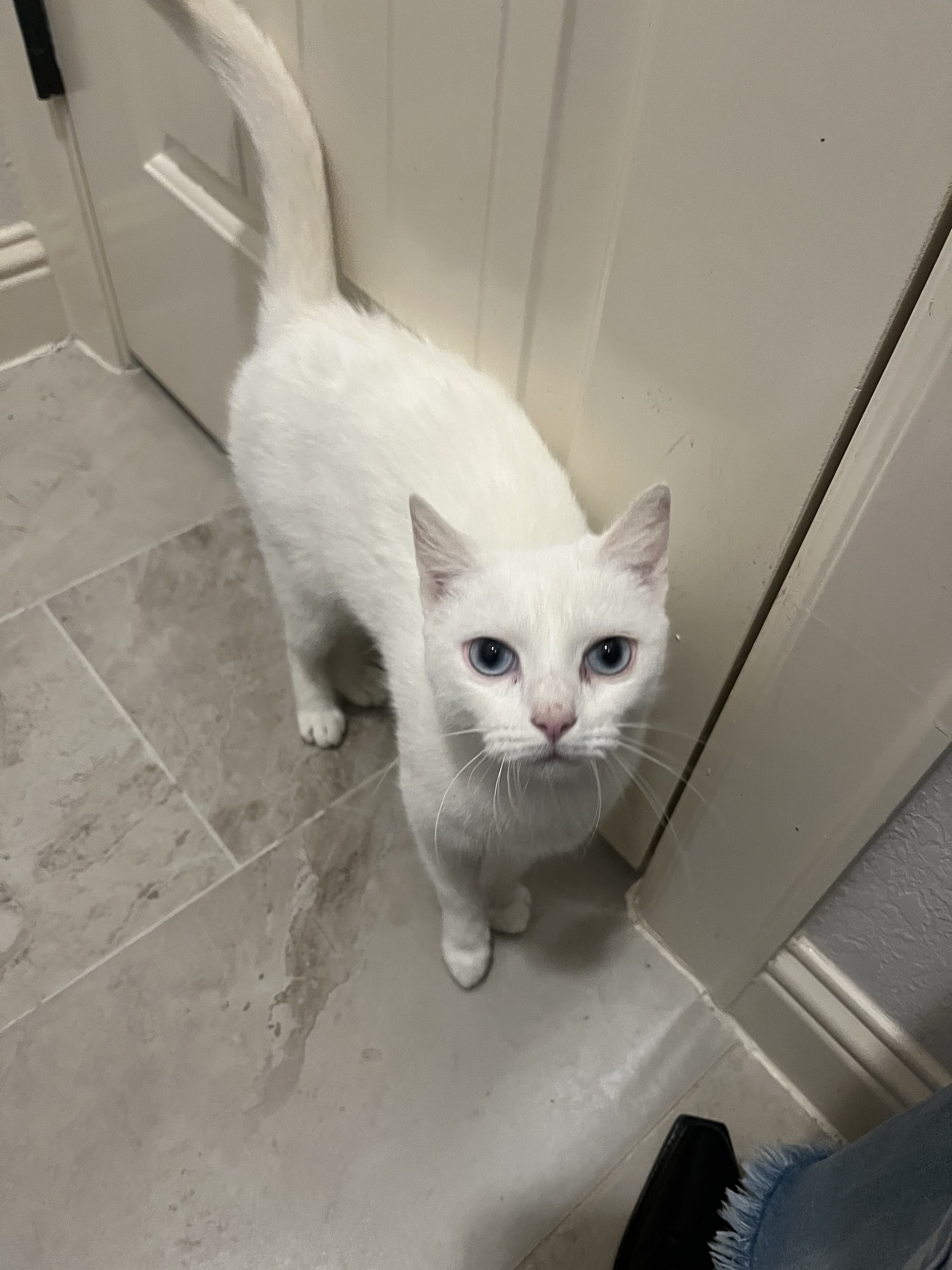 Snow-White OR13095 -T