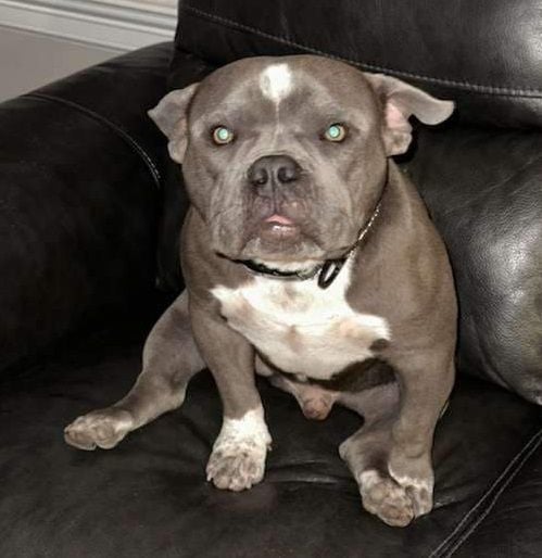 Soul #canine-marshmallow