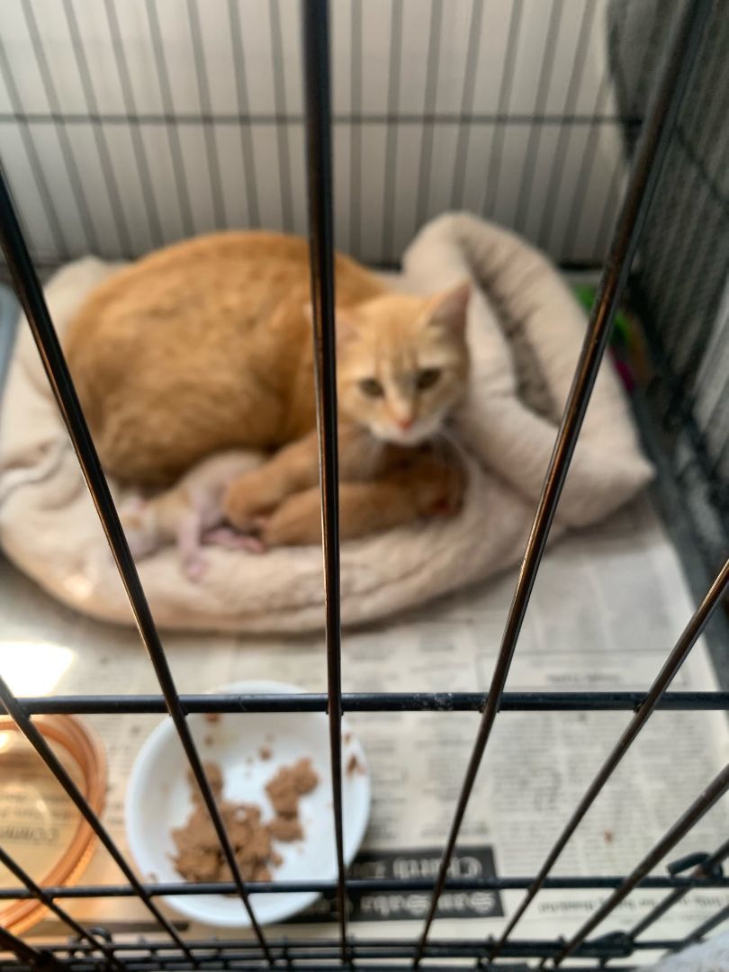 Sunshine and her kittens