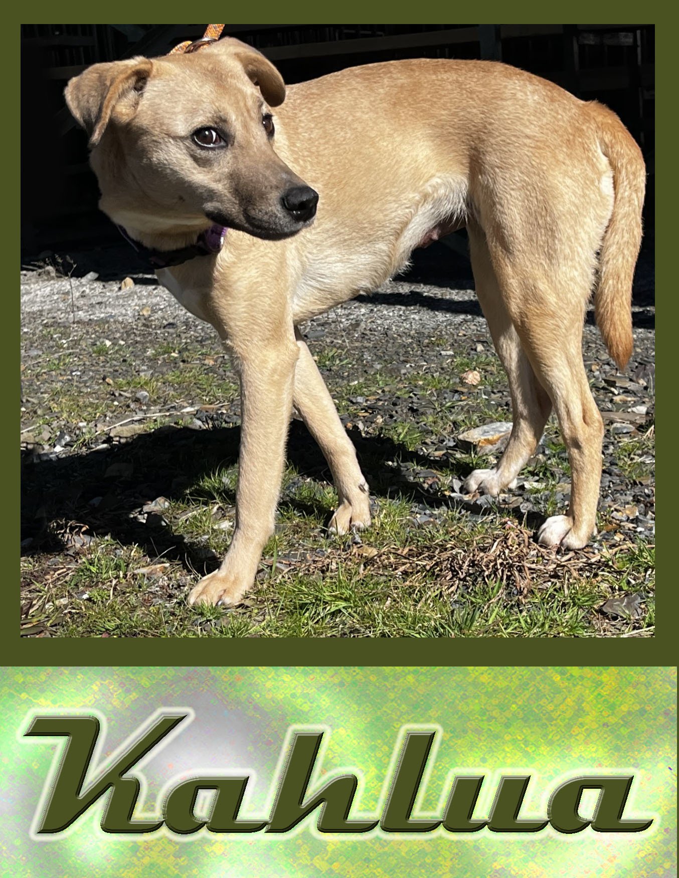 Kahlua