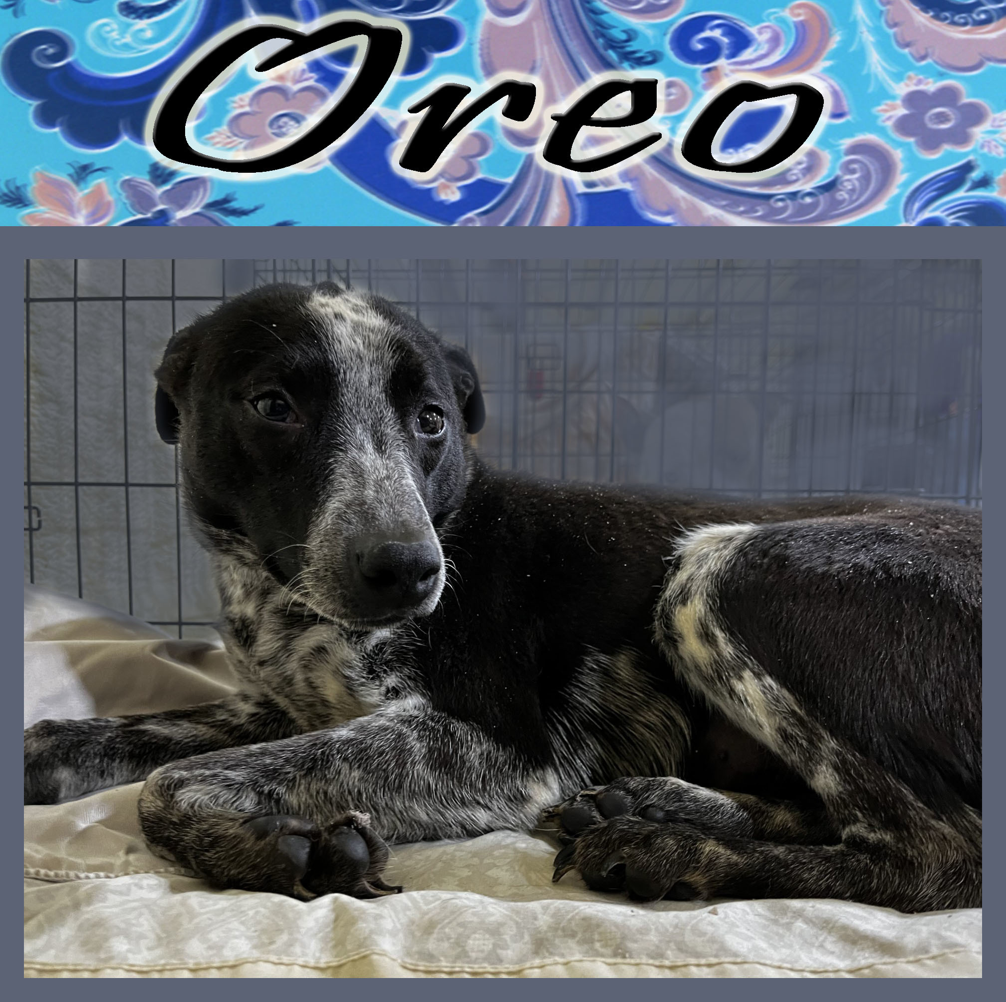 Oreo